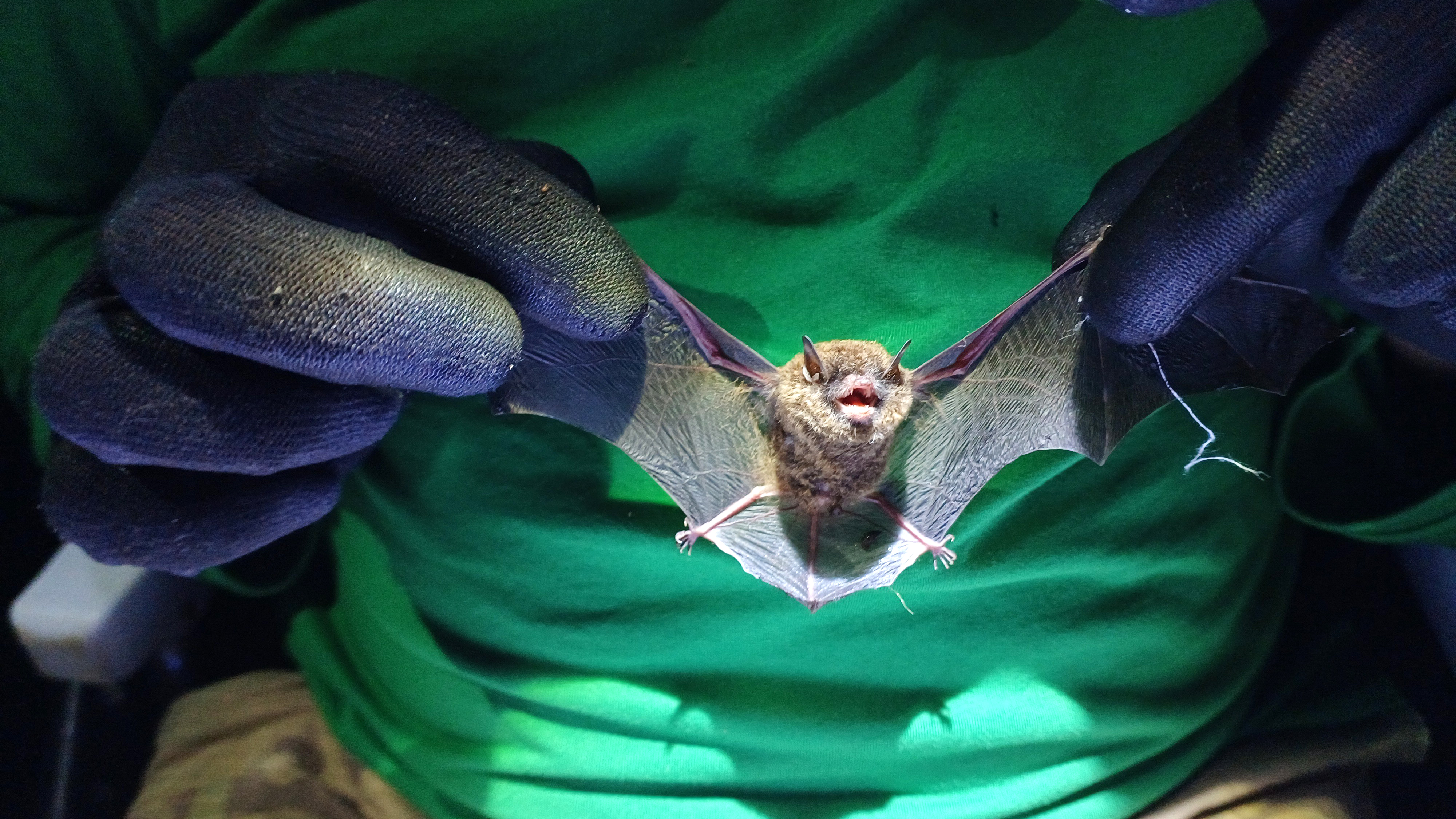 Myotis sp. (morcego)