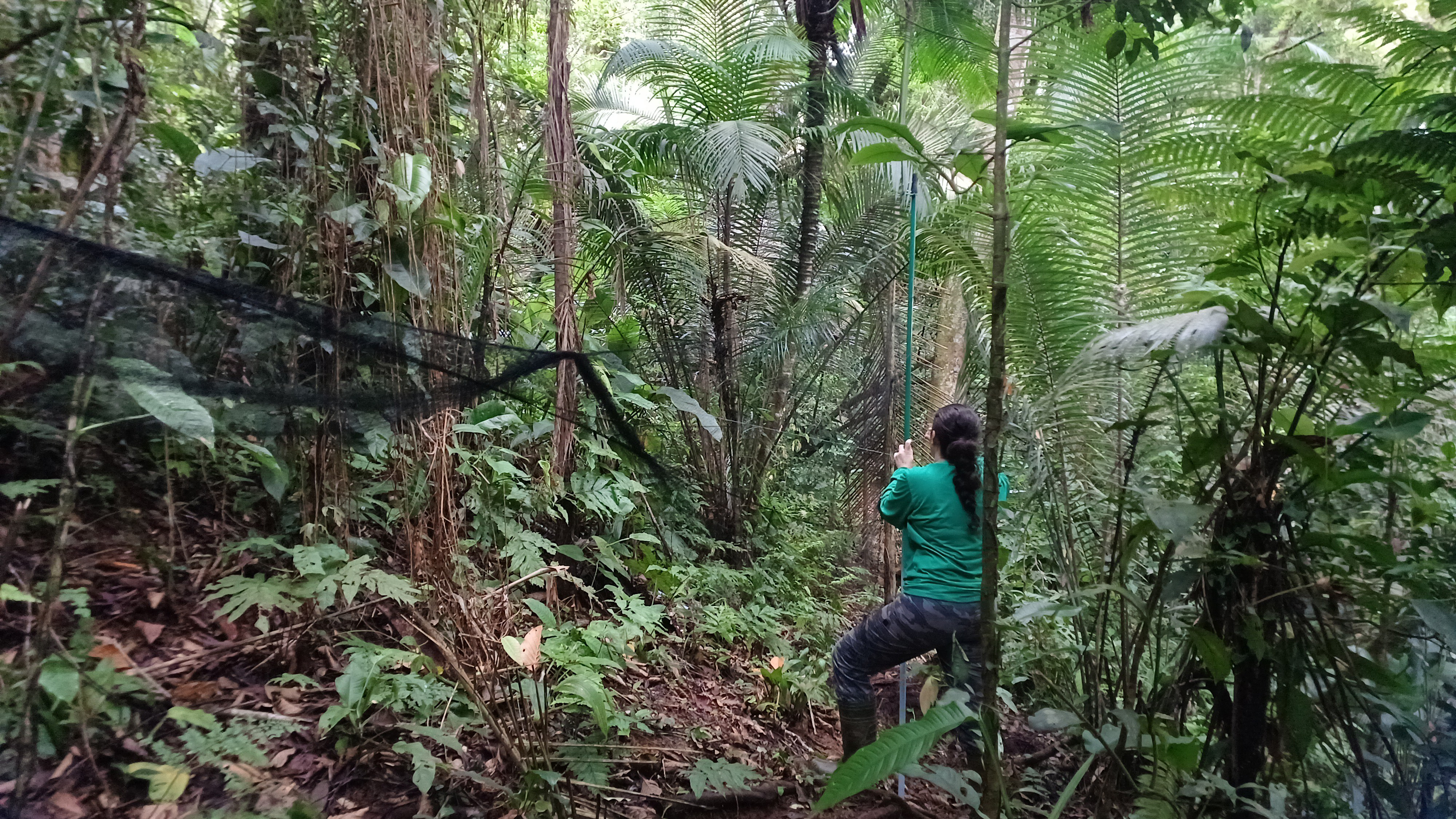 Pesquisadora instalando rede de neblina para captura de aves