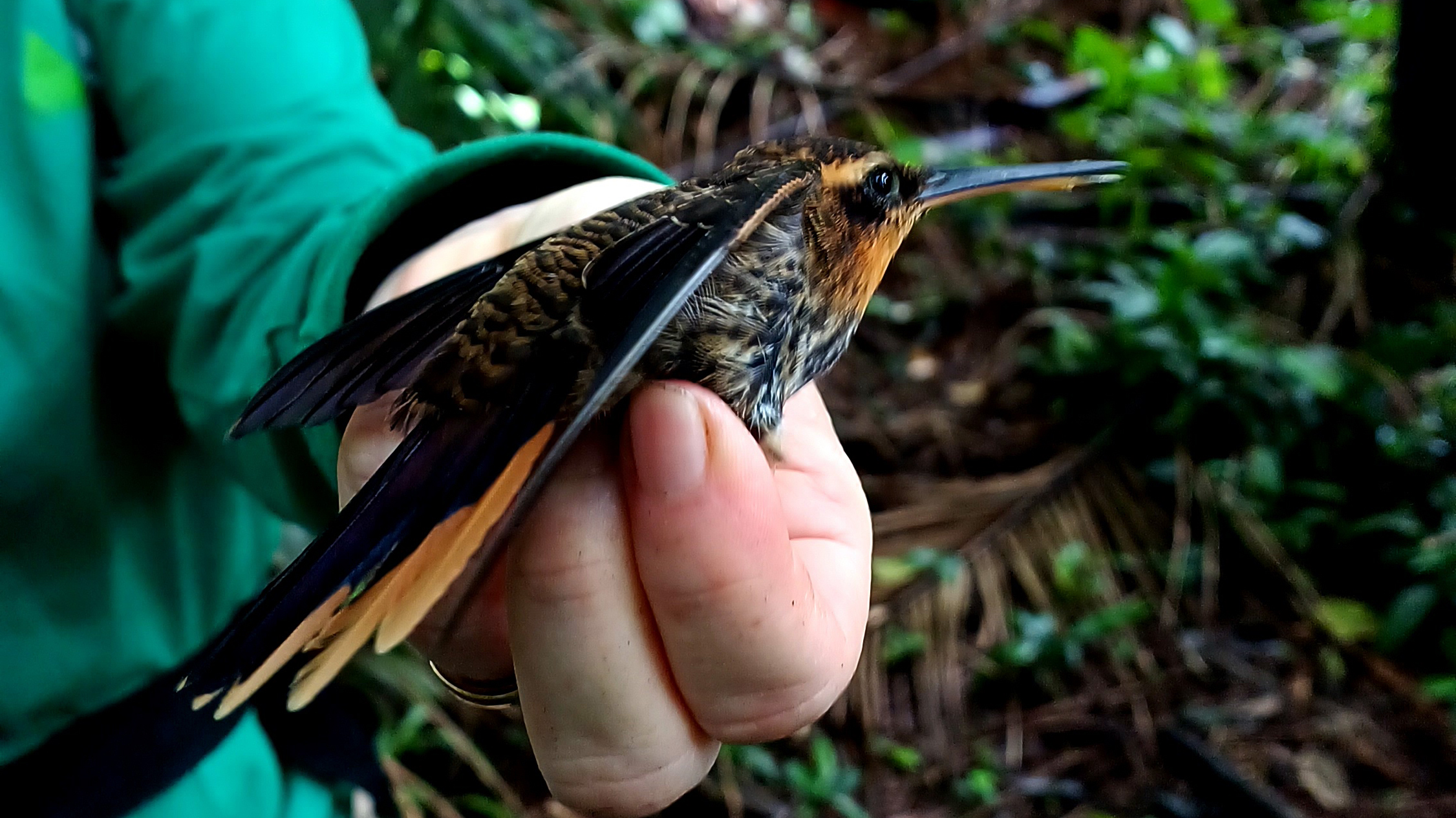 Ramphodon naevius (beija-flor-rajado)