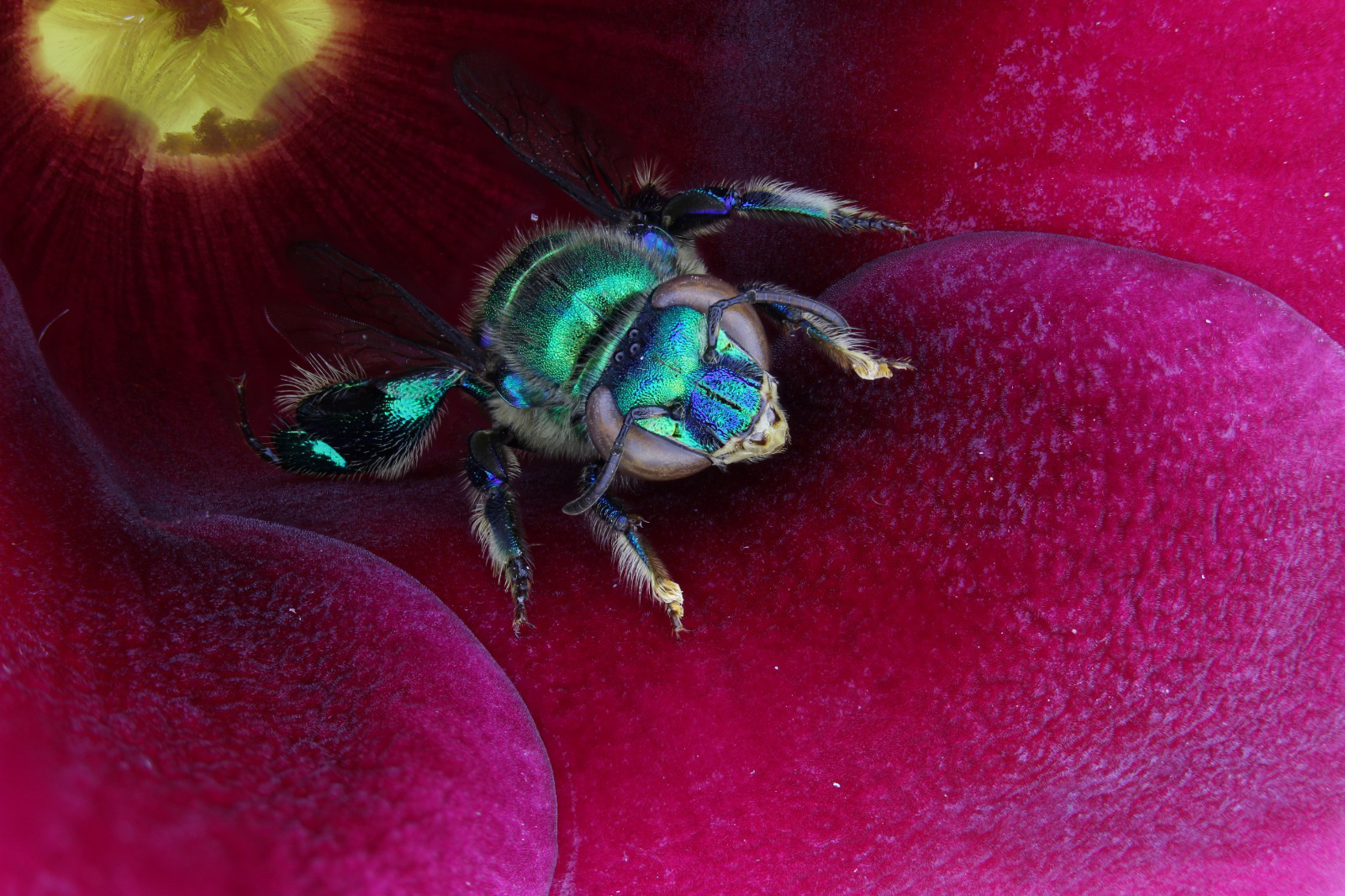 Abelhas-das-orquídeas (Euglossini spp.)