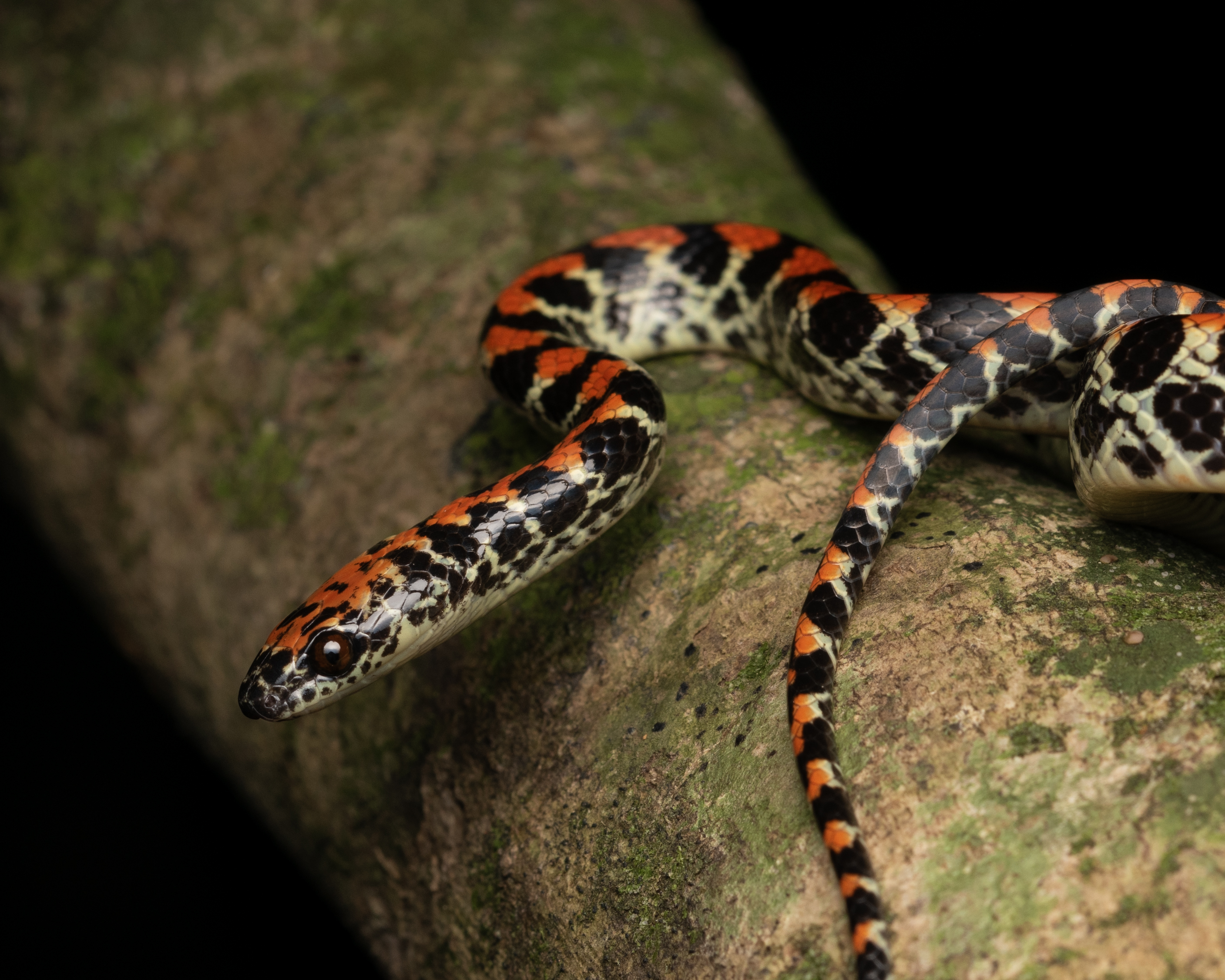 Falsa-coral (Siphlophis Pulcher)