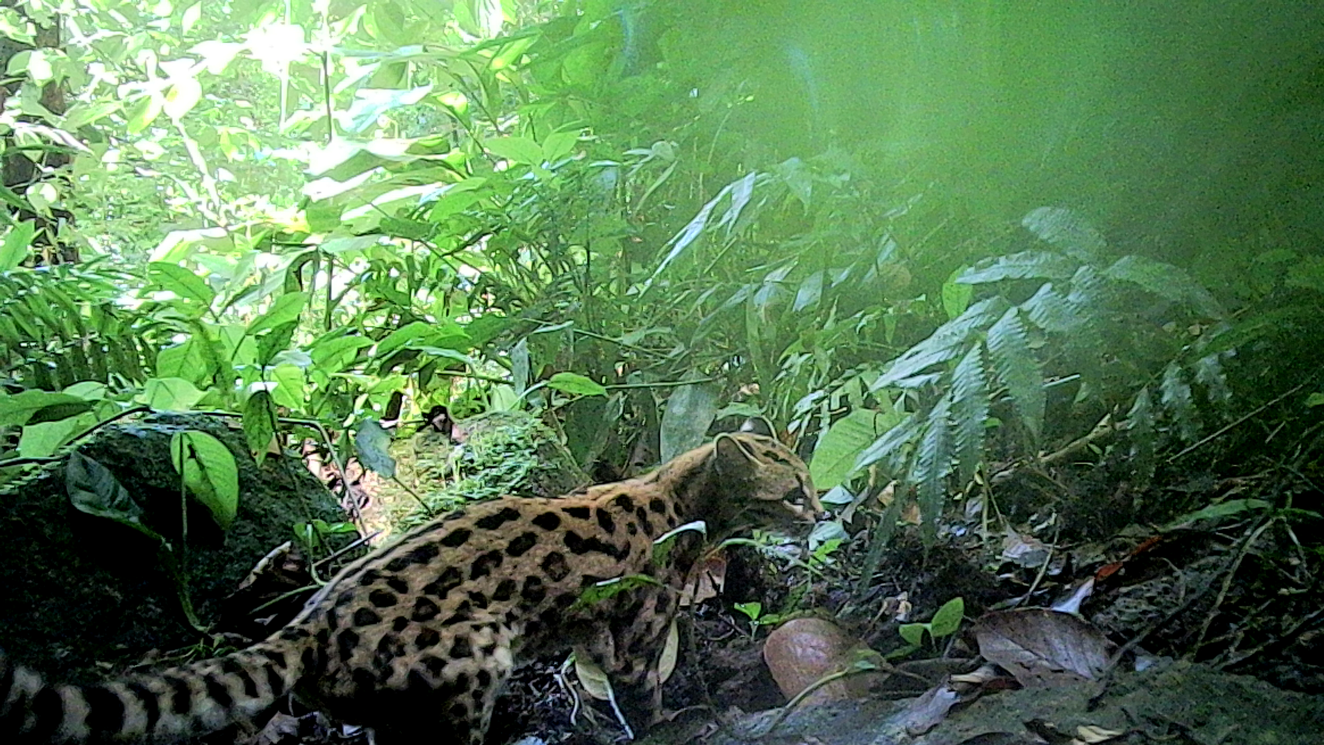 Gato-maracaja (Leopardus Wiediifoto)