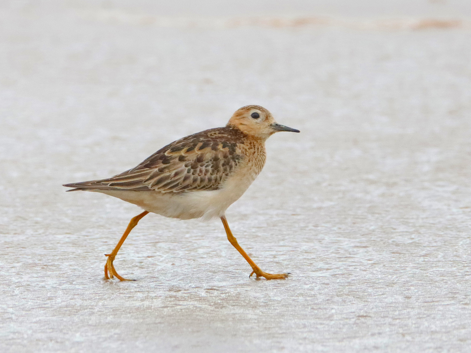 Macarico-acanelado (Calidris Subruficollis)