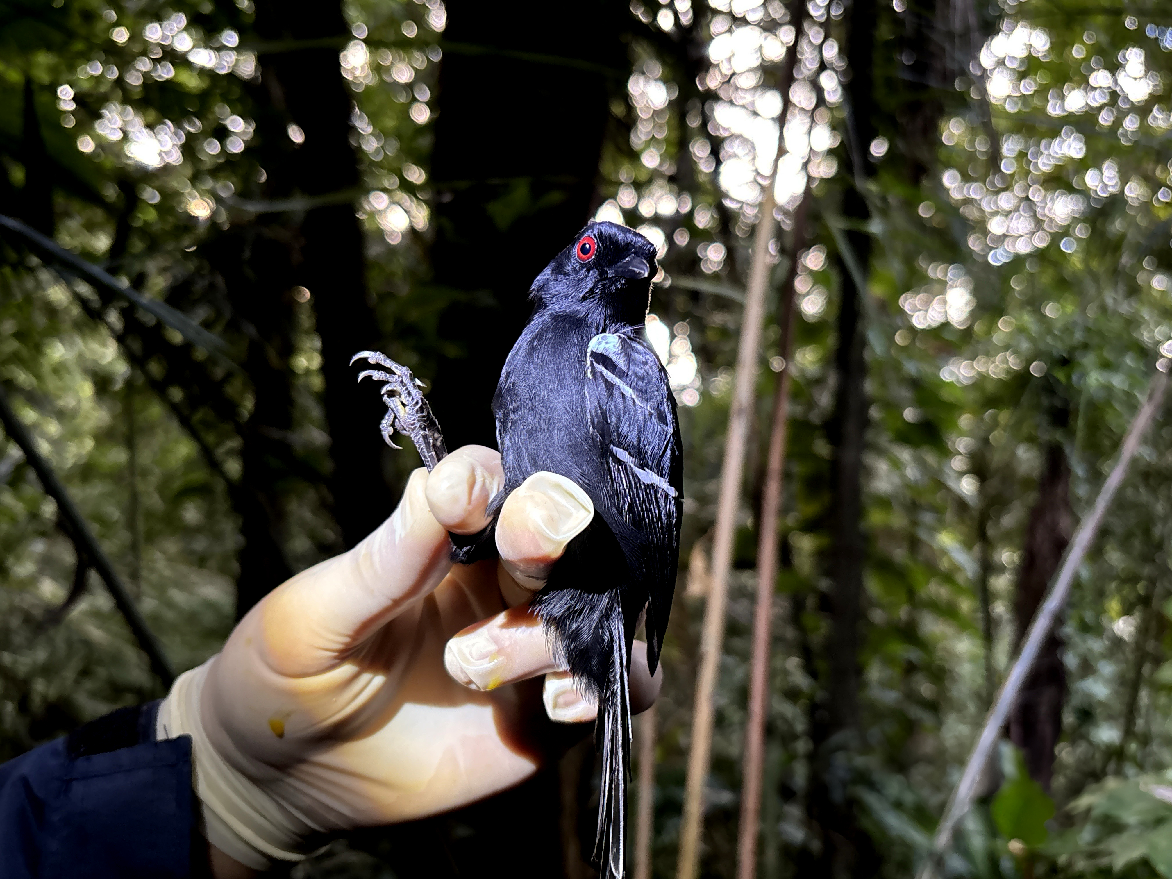 Macho_de_papa-taoca (Pyriglena_leucoptera)