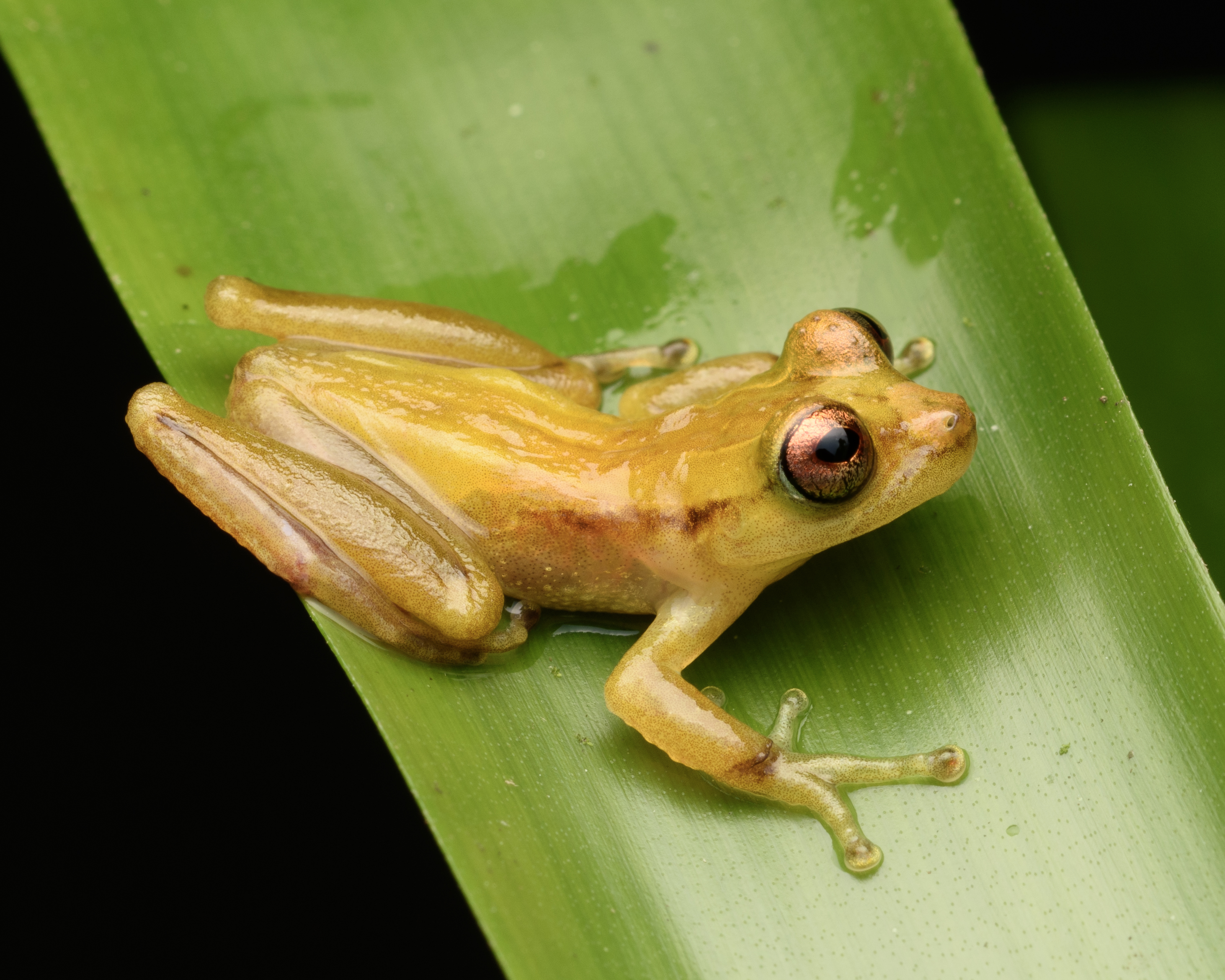 Perereca-marsupial (Fritziana Mitusfoto)