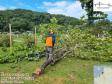 Execução da supressão vegetal no Canteiro Industrial