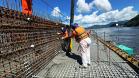 Obras da Ponte de Guaratuba chegam a 38,8% de execução