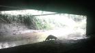 Lontra Longicaudis encontrada no monitoramento ambiental.
