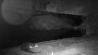 Lontra Longicaudis encontrada no monitoramento ambiental.