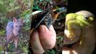Diversidade de fauna é registrada com monitoramento ambiental