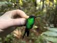 Beija-flor-defronte-violeta (Thalurania Glaucopis)