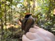 Cuspidor-de-mascara-preta (Conopophaga Melanops)