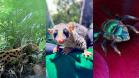 Programa de Fauna da Ponte de Guaratuba já monitorou 18 mil animais