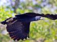 Gaviao-pega-macaco (Spizaetus Tyrannus)
