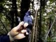 Macho_de_papa-taoca (Pyriglena_leucoptera)