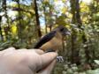 Tie-de-topete (Trichothraupis Melanops)
