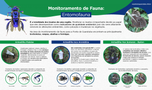 Entomofauna