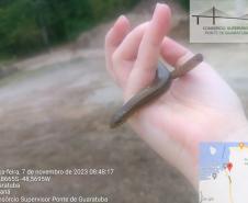 Cobra de Vidro é resgatada durante supressão vegetal em Guaratuba