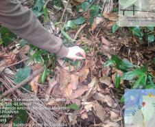 Cobra de vidro é encontrada e recolocada na natureza