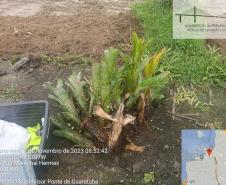 Epífitas são separadas e replantadas em lugar propício para regeneração