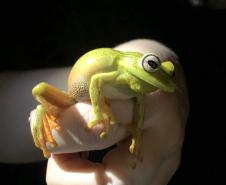 Boana albomarginata (perereca-araponga)