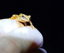 Dendropsophus werneri (perereca-grilo)