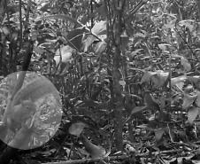 Guerlinguetus cf. brasiliensis (caxinguelê)