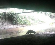 Lontra Longicaudis encontrada no monitoramento ambiental.