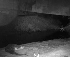 Lontra Longicaudis encontrada no monitoramento ambiental.