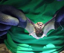Myotis sp. (morcego) 