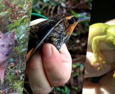 Diversidade de fauna é registrada com monitoramento ambiental