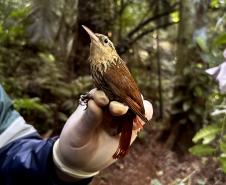 Arapacu_rajado (Xiphorhynchus Fuscus)