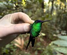 Beija-flor-defronte-violeta (Thalurania Glaucopis)