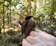 Cuspidor-de-mascara-preta (Conopophaga Melanops)