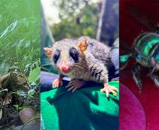 Programa de Fauna da Ponte de Guaratuba já monitorou 18 mil animais