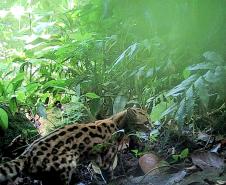 Gato-maracaja (Leopardus Wiediifoto)
