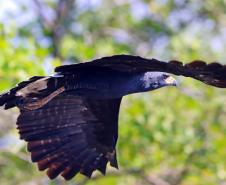Gaviao-pega-macaco (Spizaetus Tyrannus)