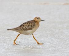 Macarico-acanelado (Calidris Subruficollis)
