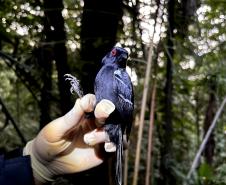 Macho_de_papa-taoca (Pyriglena_leucoptera)