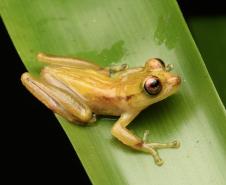 Perereca-marsupial (Fritziana Mitusfoto)