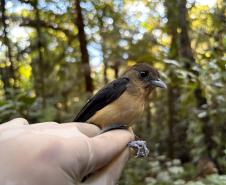 Tie-de-topete (Trichothraupis Melanops)