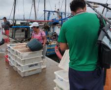 Monitoramento do desembarque pesqueiro aponta estabilidade da pesca artesanal durante obras da Ponte de Guaratuba