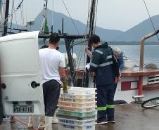 Monitoramento do desembarque pesqueiro aponta estabilidade da pesca artesanal durante obras da Ponte de Guaratuba