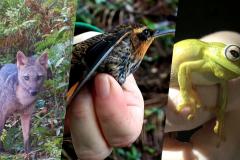 Diversidade de fauna é registrada com monitoramento ambiental