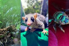 Programa de Fauna da Ponte de Guaratuba já monitorou 18 mil animais