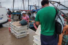 Monitoramento do desembarque pesqueiro aponta estabilidade da pesca artesanal durante obras da Ponte de Guaratuba