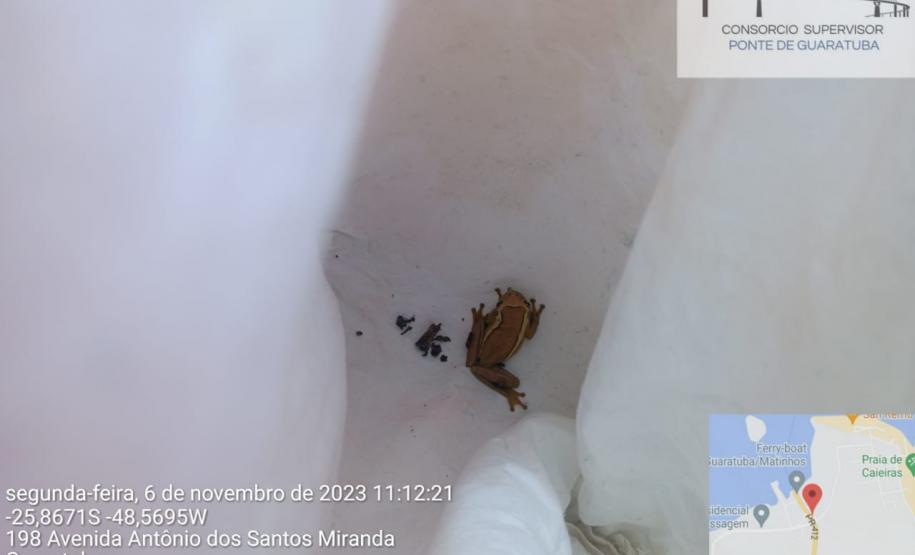 Anfíbio é levado pra região distante da área do canteiro industrial