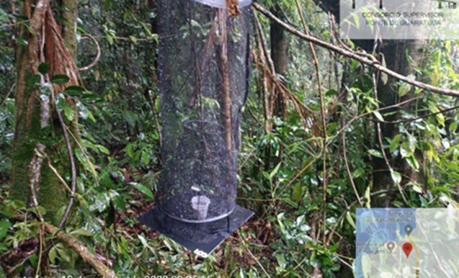 armadilha van someren rydon