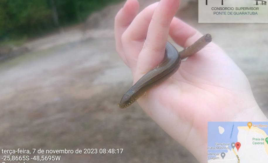 Cobra de Vidro é resgatada durante supressão vegetal em Guaratuba