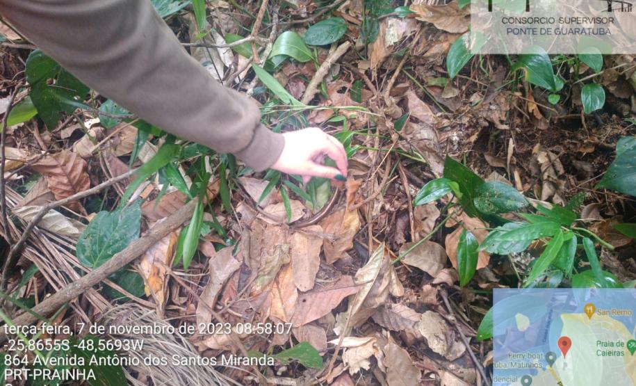 Cobra de vidro é encontrada e recolocada na natureza